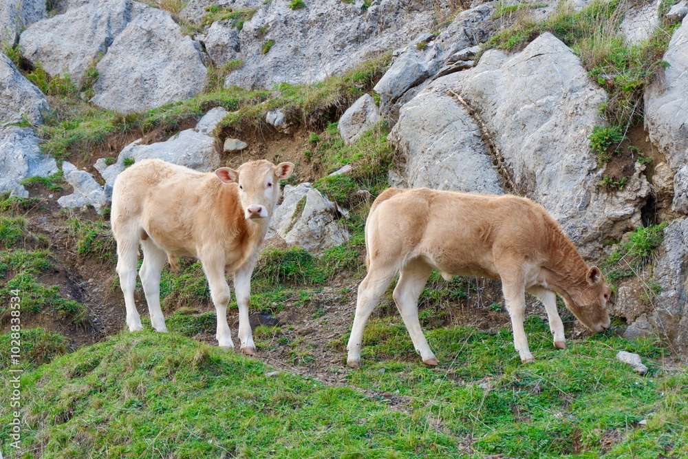 Young calf looking at camera and eating grass on the pasture in Pyrenees mountains. Free range on the nature Young calf looking at camera and eating grass on the pasture in Pyrenees mountains. Free range on the nature