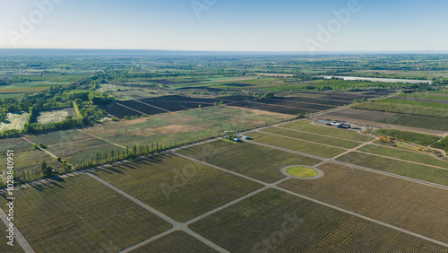 aerial view of vineyards in the morning in Mendoza