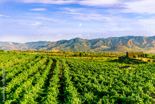 green rows of wineyard with grape on a winery during sunset with amazing mountains and clouds on background photo