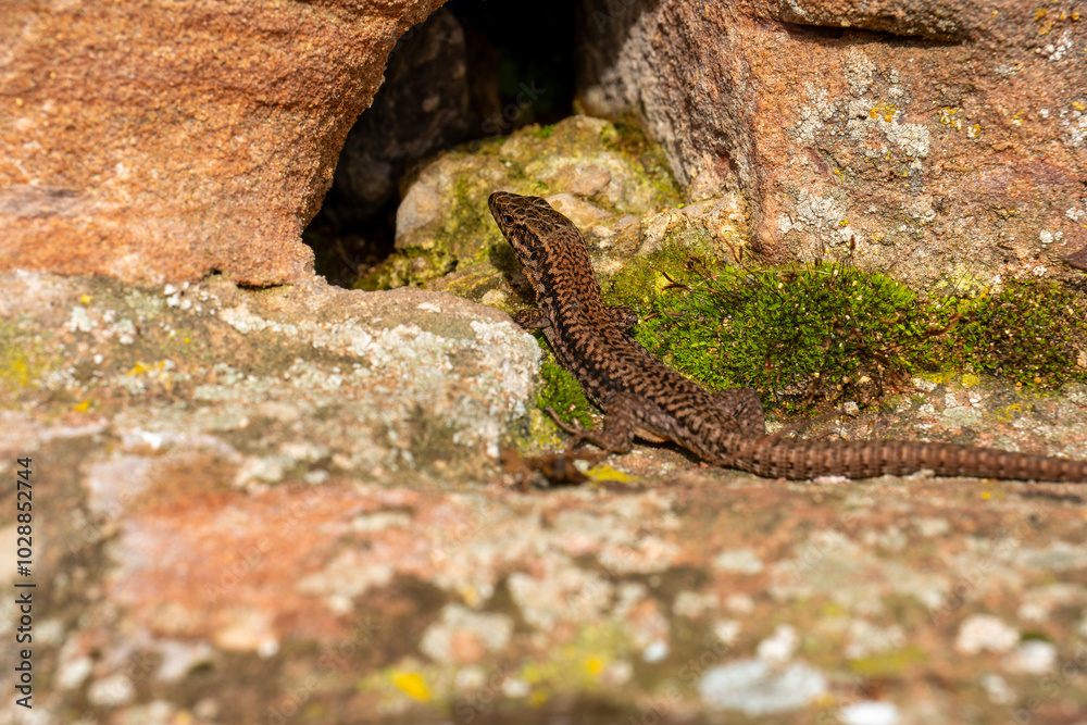 Obraz premium A brown lizard is basking in the sun on a rock near a cave opening