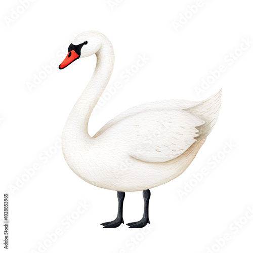 Majestic Swan: A Picture of Elegance and Grace