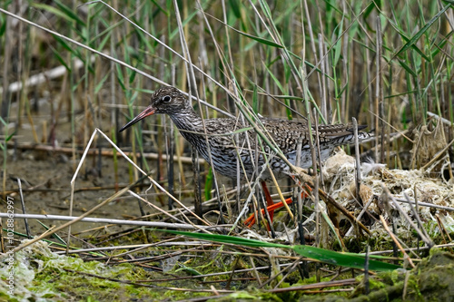 Rotschenkel // Common redshank (Tringa totanus)  photo