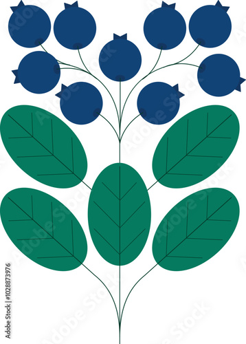 Blueberries vector illustration