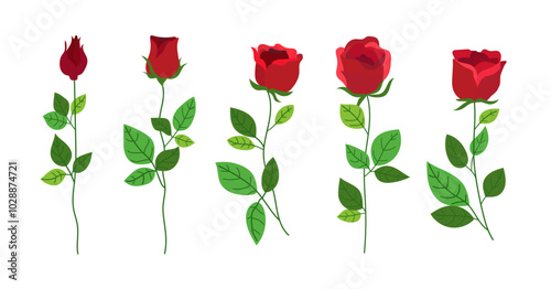 set of rose illustration