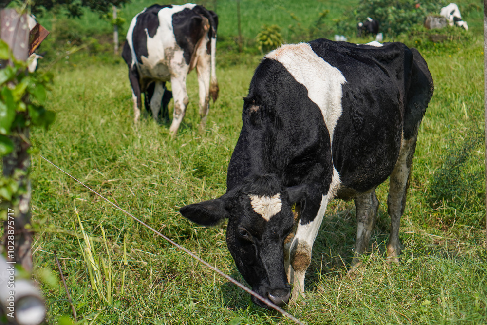 cows in a field cows in a field