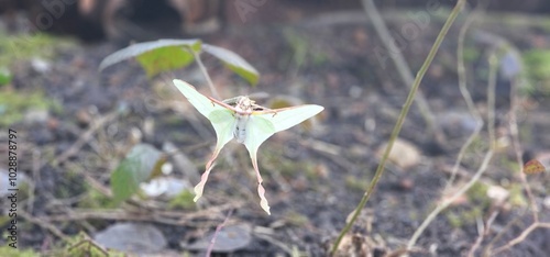 Actias luna photo