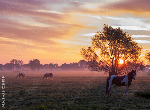 horses in meadow at sunrise with colorful sky and willows in holland photo