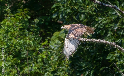 Red-tailed hawk taking off from a branch