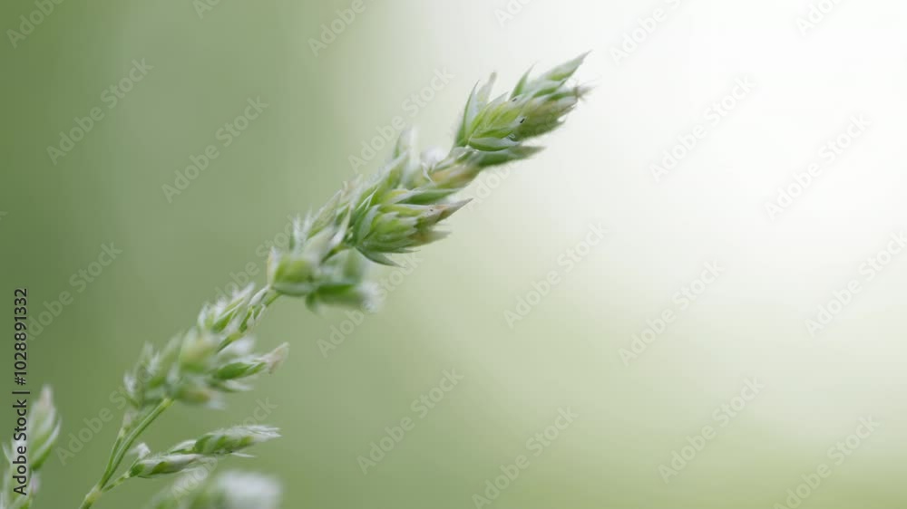 close up of grass cereal moved by wind in slow motion close up of grass cereal moved by wind in slow motion