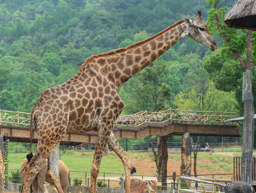 Photography giraffe in the zoo