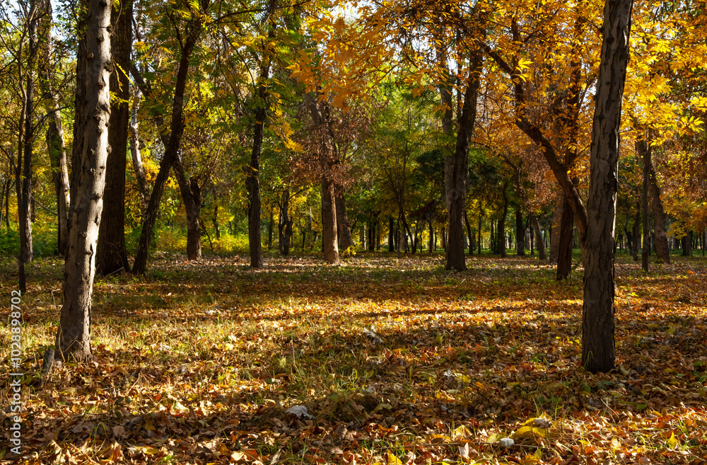 The colors of autumn leaves in a public park in October at sunset. Long shadows from the setting sun. The colors of autumn leaves in a public park in October at sunset. Long shadows from the setting sun.