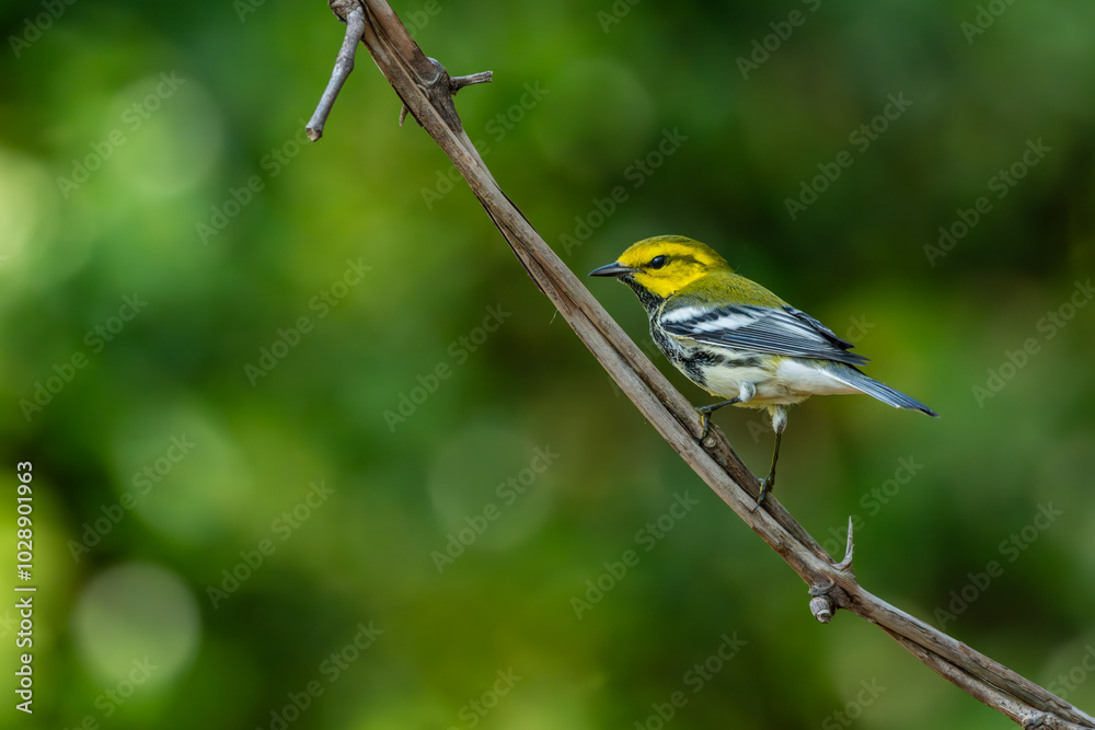 Black-throated green warbler perched on a branch Black-throated green warbler perched on a branch