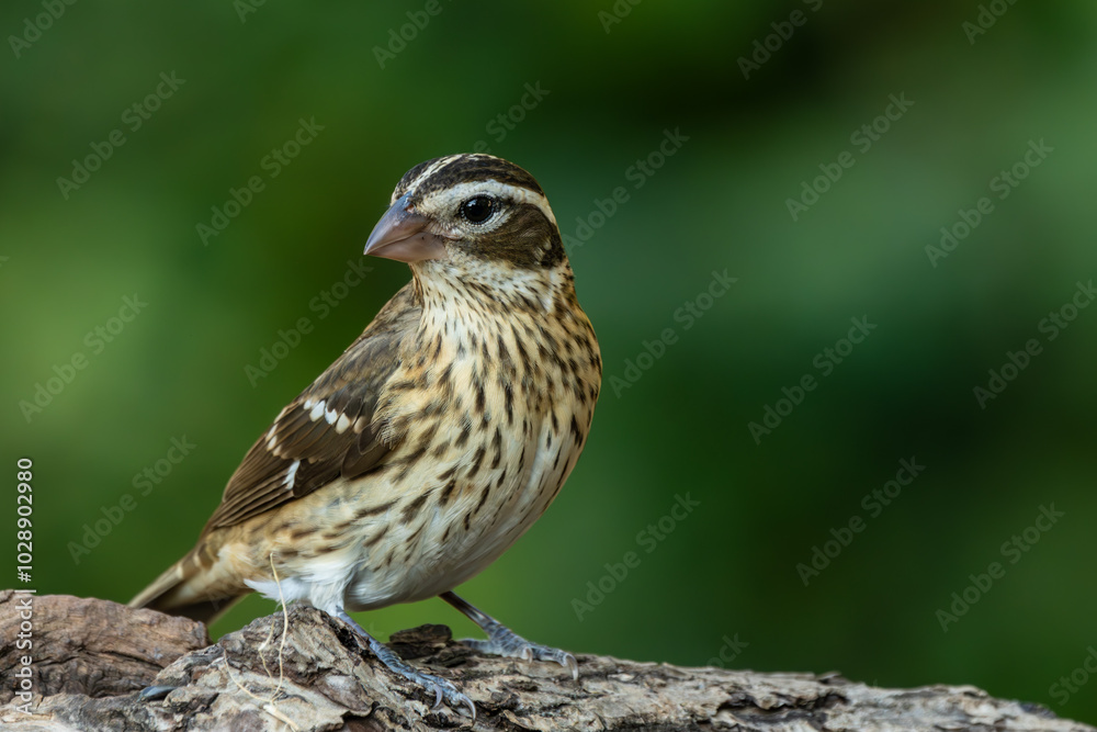 Female Rose-breasted grosbeak perched on a rock Female Rose-breasted grosbeak perched on a rock