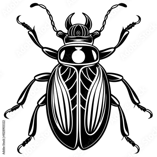 state potato beetle