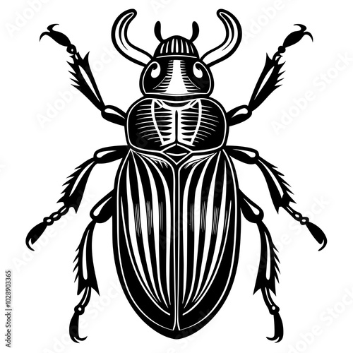 black and white beetle