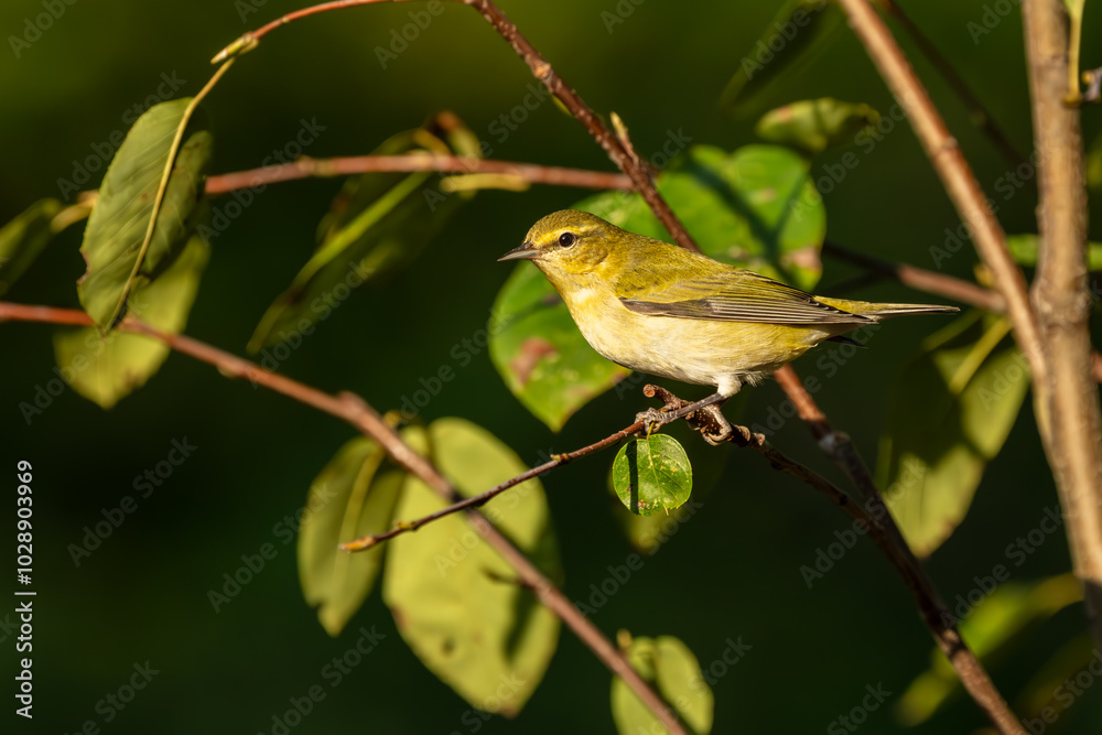 Tennessee warbler perched on a branch Tennessee warbler perched on a branch
