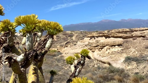 Kleinia neriifolia or Verode plant  native endemic to the Canary Islands growing wild in Tenerife. photo