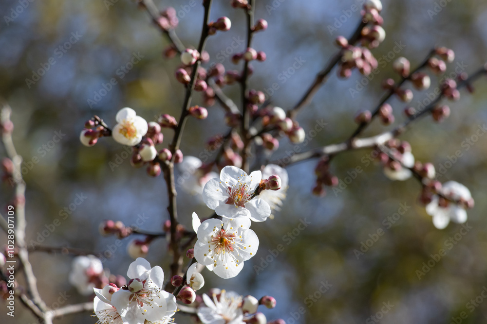 Close-up of white plum blossoms blooming in spring, photographed in Qingdao, Shandong, China Close-up of white plum blossoms blooming in spring, photographed in Qingdao, Shandong, China