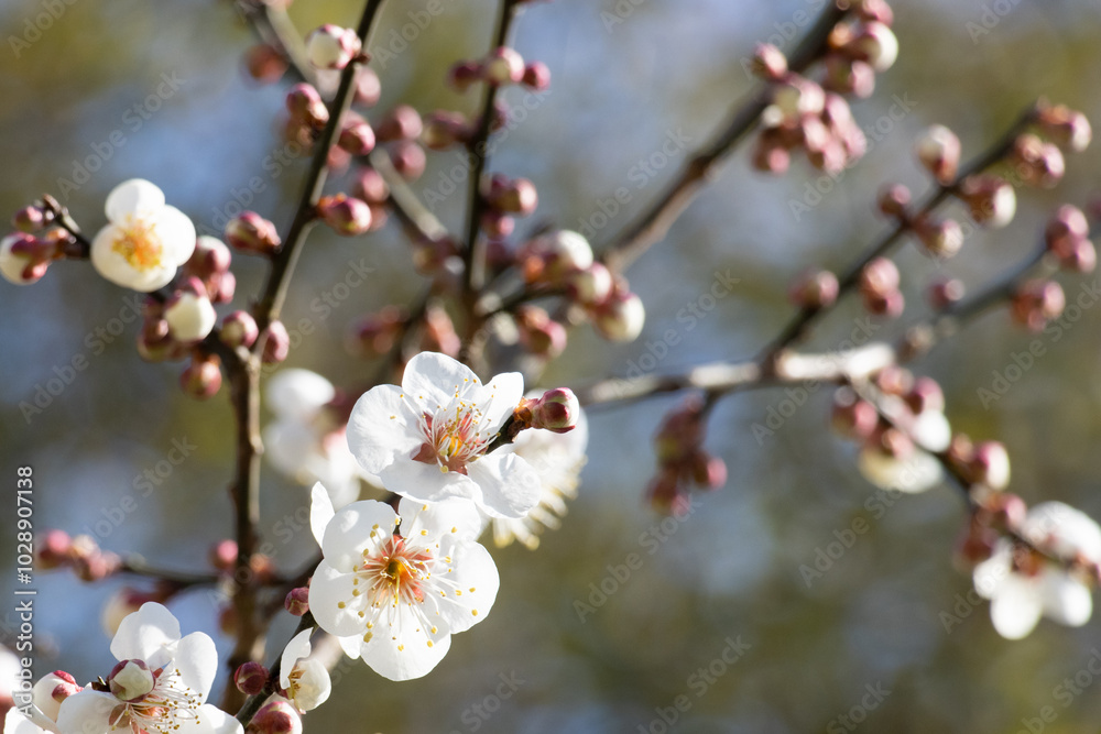 Close-up of white plum blossoms blooming in spring, photographed in Qingdao, Shandong, China Close-up of white plum blossoms blooming in spring, photographed in Qingdao, Shandong, China