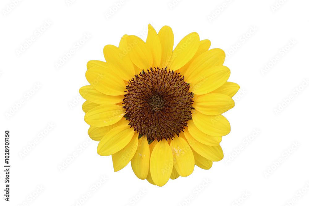 Fototapeta premium sunflower isolated on white