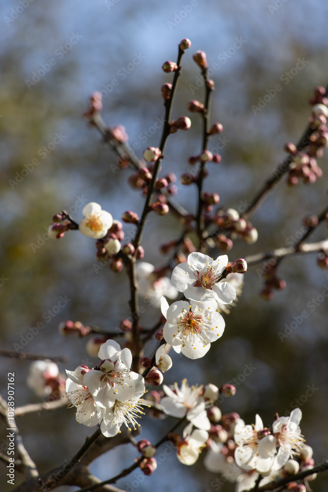 Close-up of white plum blossoms blooming in spring, photographed in Qingdao, Shandong, China Close-up of white plum blossoms blooming in spring, photographed in Qingdao, Shandong, China