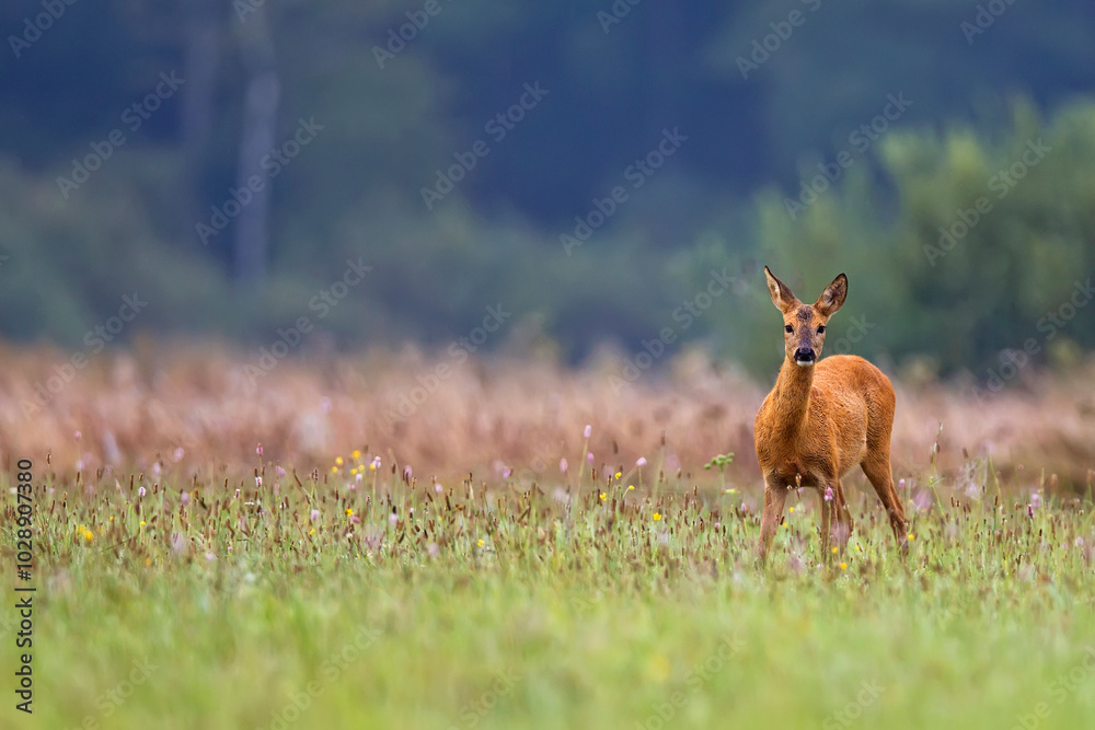 Roe-deer in the meadow Roe-deer in the meadow