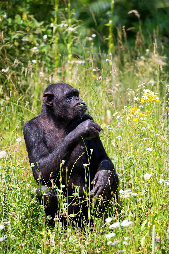 Naklejka premium Chimpanzee in a clearing