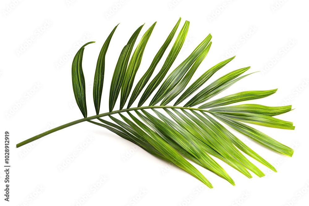 Fototapeta premium Green Palm Leaf Isolated On White Background