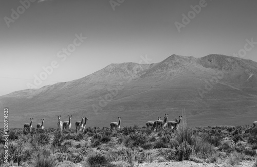 Vicuna in the Andean