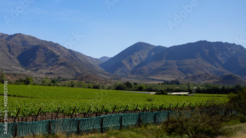 vineyard in the mountains