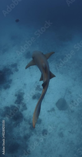 Nurse shark swim underwater in transparent blue ocean. Close up with nurse sharks. Vertical screen