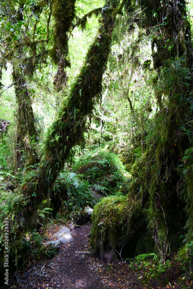 Obraz premium Vertical image of moss and forest floor in Patagonia mountains at Ventisquera Colgante Quelat National Park