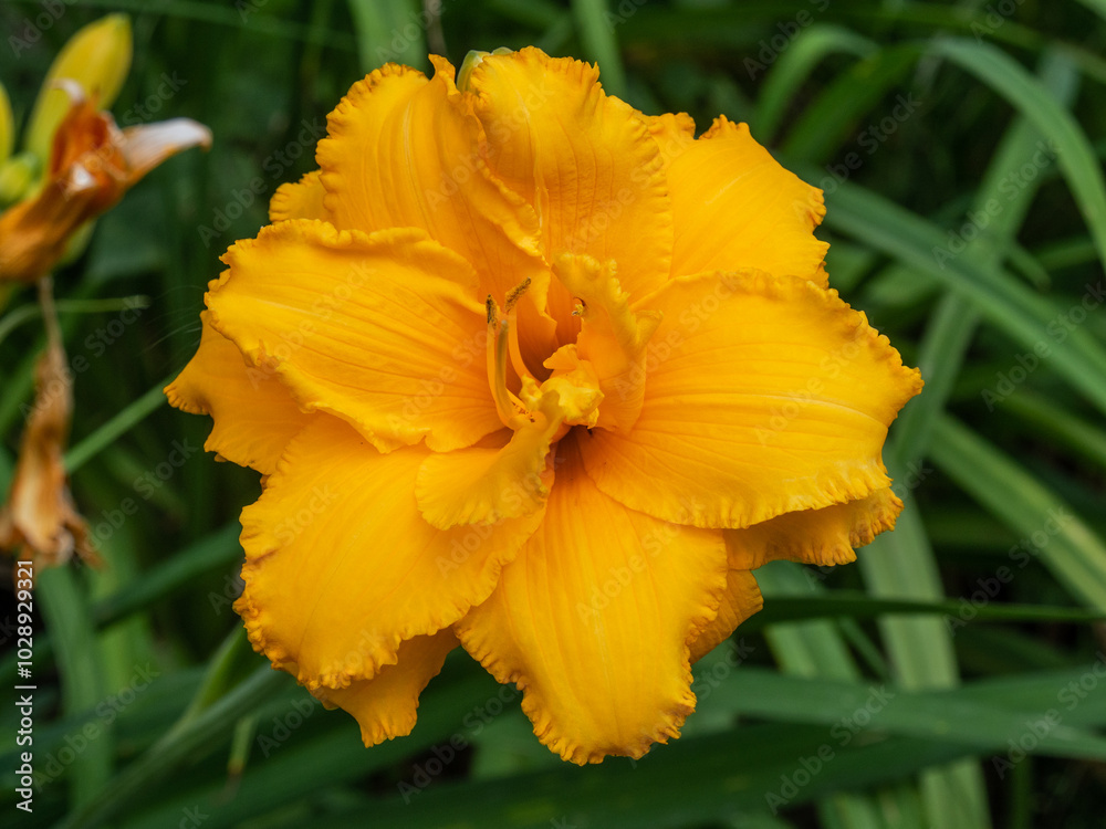 Yellow Hemerocallis Condilla. Growing daylilies in the garden. Closeup of a gorgeous yellow- orange flower of a daylily Yellow Hemerocallis Condilla. Growing daylilies in the garden. Closeup of a gorgeous yellow- orange flower of a daylily