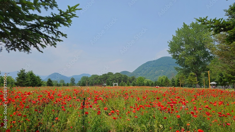 A beautiful flower field full of early summer vibes A beautiful flower field full of early summer vibes