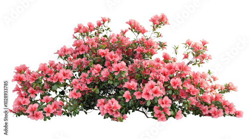 Bild auf Leinwand eautiful Pink Bougainvillea Bush in Full Bloom Isolated on White Background