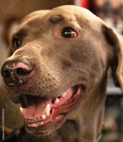Chiens
