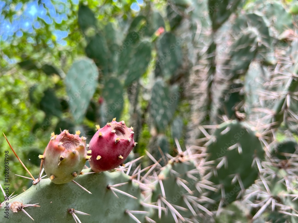Prickly Pear Cactus: Close-up of a vibrant prickly pear cactus, showcasing its distinctive green pads and bright red, nearly ripe fruit, with a soft focus background of the sky and other cacti. Prickly Pear Cactus: Close-up of a vibrant prickly pear cactus, showcasing its distinctive green pads and bright red, nearly ripe fruit, with a soft focus background of the sky and other cacti.