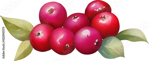 Watercolor illustration of ripe cranberries on transparent background