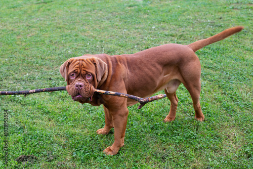 A large dog holds a huge stick in its mouth. A dog on a walk carries a stick in its teeth. A purebred mastiff on a walk