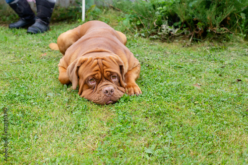 Mastiff got tired on a walk and lay down on the grass. Sad eyes of a big dog