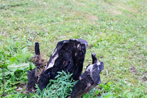 A black burnt stump on the property. Burnt tree trunk