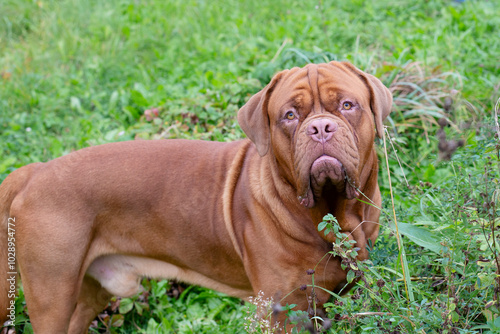 Portrait of a purebred mastiff on a walk. Beautiful purebred dog on a walk looks at the camera