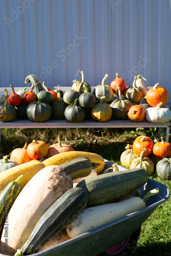 A metal wheelbarrow is filled with zucchinis, ready to be used in cooking