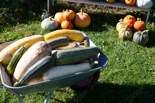 Zucchini are gathered in a metal wheelbarrow, ready for use