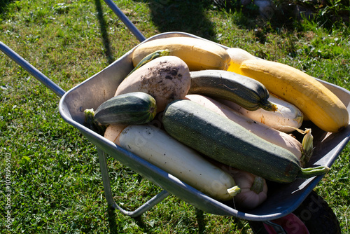 In this metal wheelbarrow, there are fresh zucchinis collected from the garden