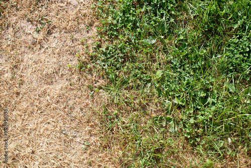The photo displays the grassy cover in two different states: one half looks burned and dry, while the other is full of life and color