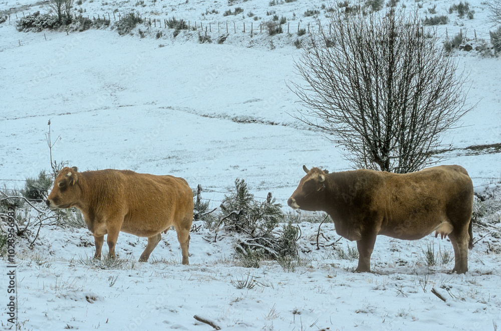 vache aubrac, neige, hiver, Plateau de l'Aubrac, 48, Lozère, France vache aubrac, neige, hiver, Plateau de l'Aubrac, 48, Lozère, France