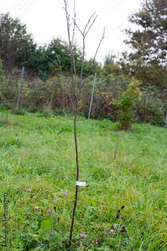 Freshly planted fruit tree sapling