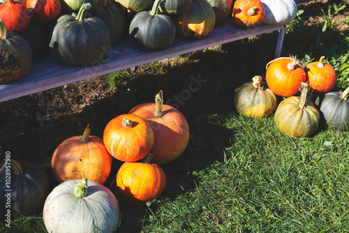 Against the backdrop of fresh grass, the pumpkins look particularly vibrant, while the bench complements the picture with its simple charm