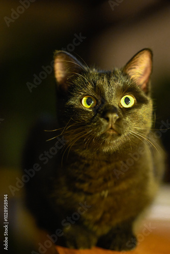 Chat